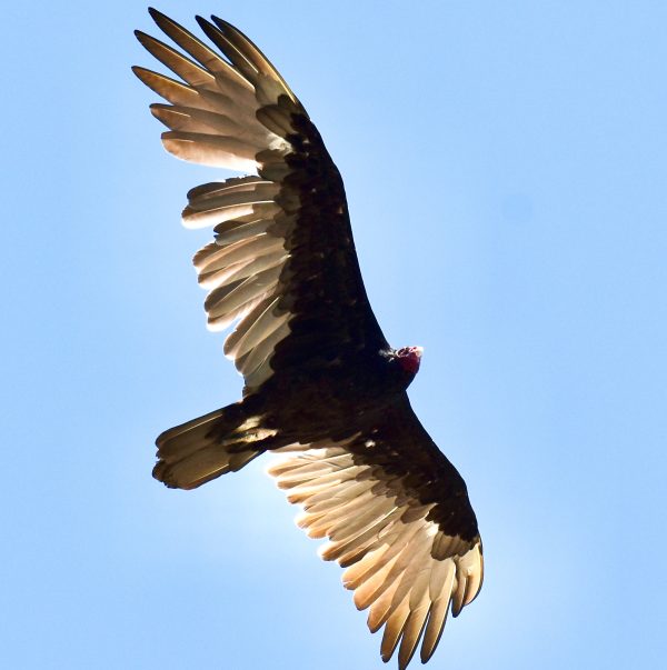 Why a big bird could reignite California redwood trees feud