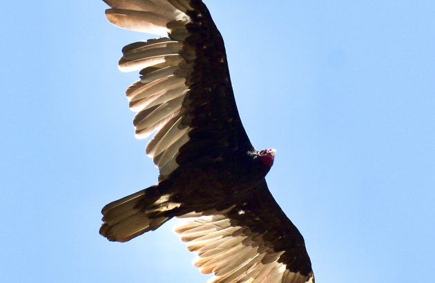 Why a big bird could reignite California redwood trees feud