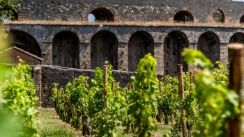 ‘We are here for the long run’: Pompeii plants vines once more