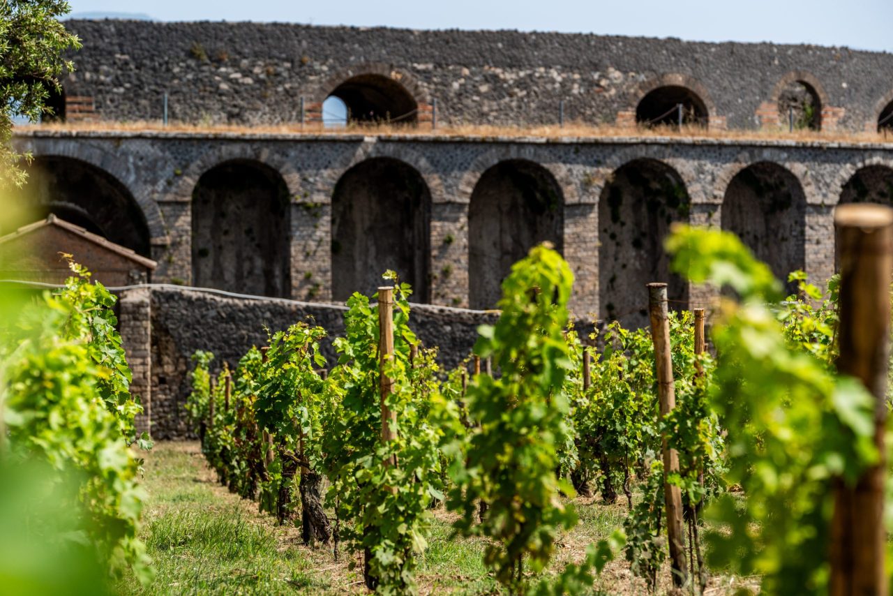 ‘We are here for the long run’: Pompeii plants vines once more