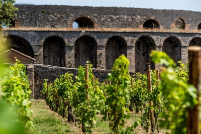 ‘We are here for the long run’: Pompeii plants vines once more