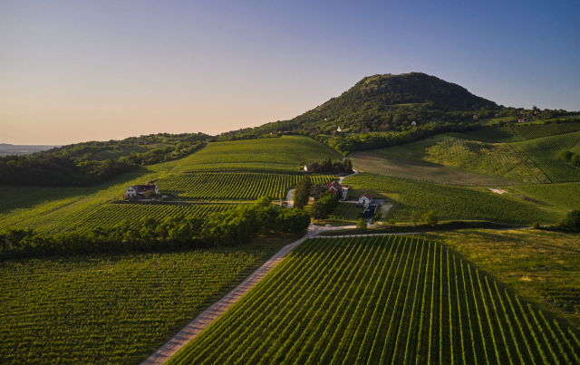 Wines of Hungary