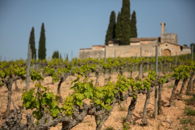 Spain’s Ministry of Agriculture has ratified five additional single estate Cavas at the highest rung of the appellation’s hierarchy. The decision brings the total number of Paraje Calificado wines to 15 and confirms the category’s full organic status from the 2025 harvest.