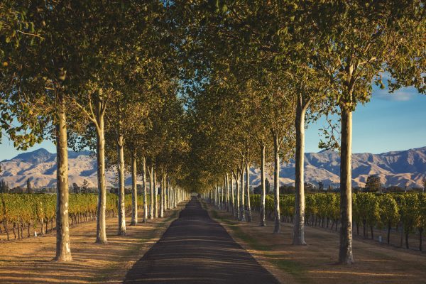 Driverless tractors to GPS planting: how one New Zealand winery is paving the road to success