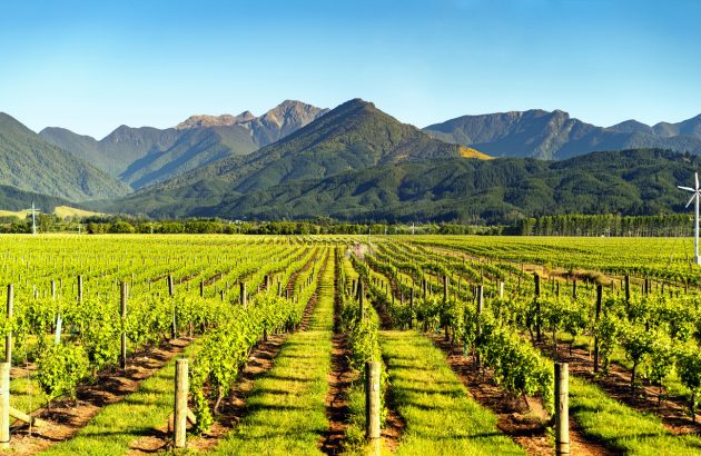 Marlborough winegrowers brace for challenging years ahead