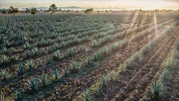 Tequila growth  trend fuelled by novelty, exoticism, provenance – and millennials