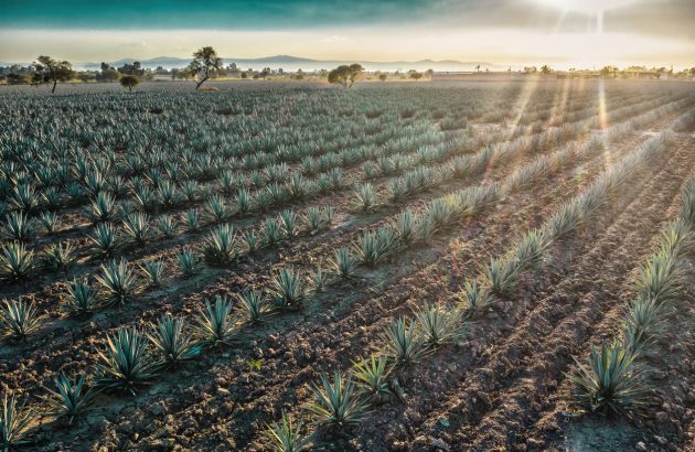 Becle profits slide 12.8% as Jose Cuervo owner hit by weaker US Tequila sales