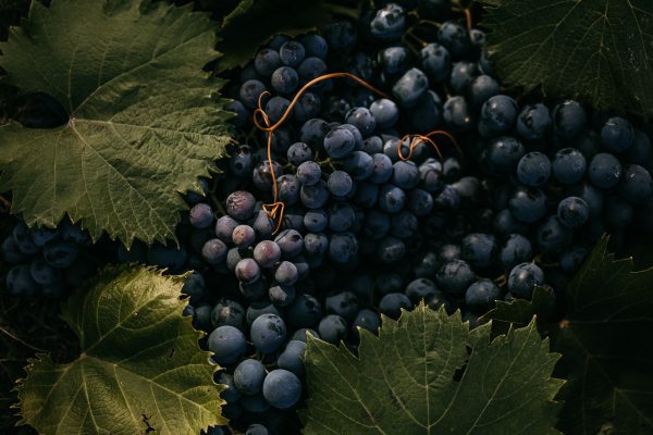 Medieval grape seed reveals 600-year lineage of Pinot Noir