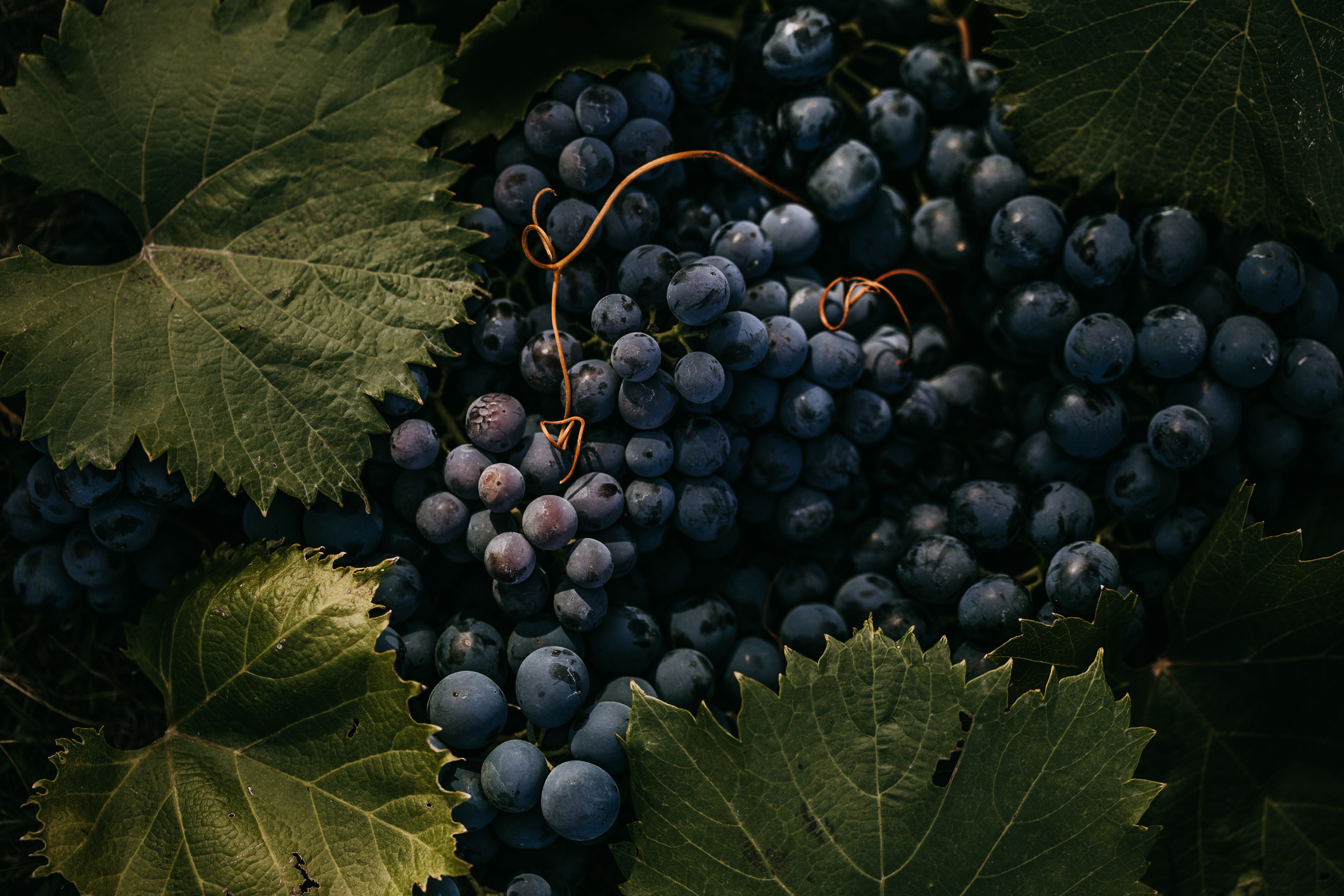 Grape SEED 1〜26 / 12〜26 Medieval grape seed reveals 600-year lineage of Pinot Noir