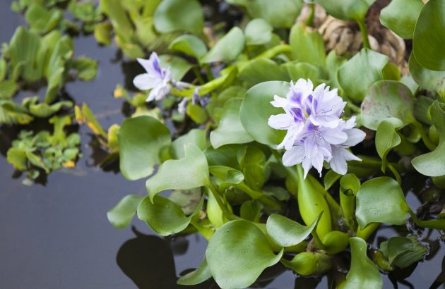 How water hyacinths are fuelling gin production in Cambodia