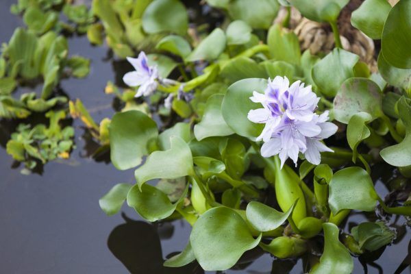 How water hyacinths are fuelling gin production in Cambodia