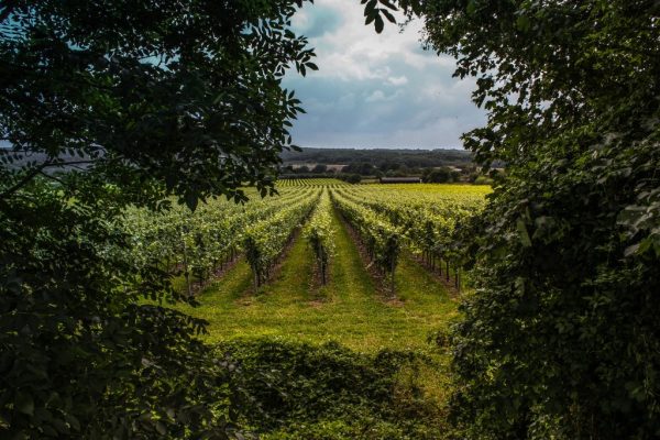 New data reveals bumper 2025 harvest for UK vineyards