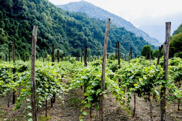 New laws for Georgian vineyards spark corruption fears