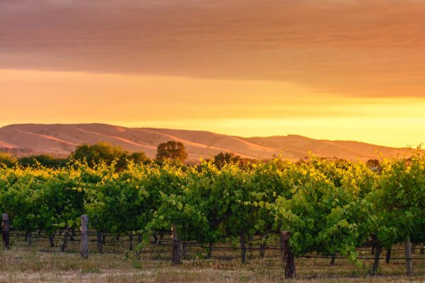 EU tariff removal ‘levels the competitive landscape’ for Australian wine
