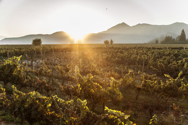 How Baronesa P. pays tribute to an icon of the wine world