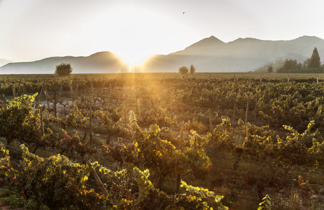How Baronesa P. pays tribute to an icon of the wine world