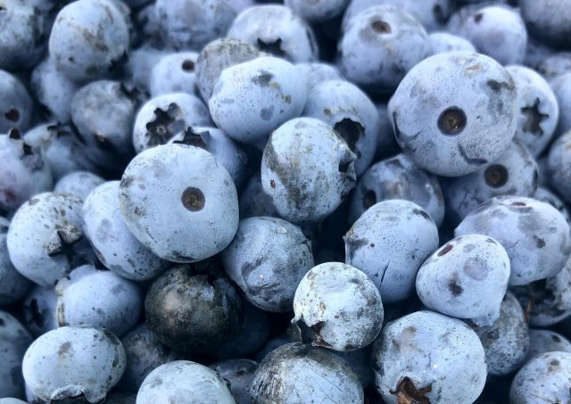 Blueberry flavours are seeing a surge in growth, catapulted by both the viral trend for blueberry coffees, a boost in popularity for fruit beers and the rising interest in antioxidant-rich functional drinks. db reports.