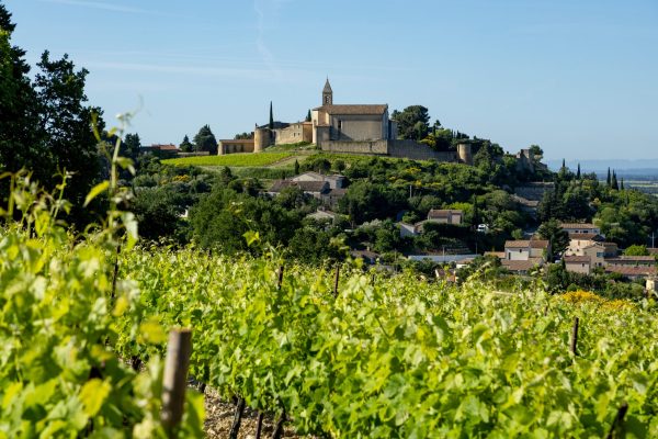 Rhône Valley whites gain ground in UK as production and interest rise