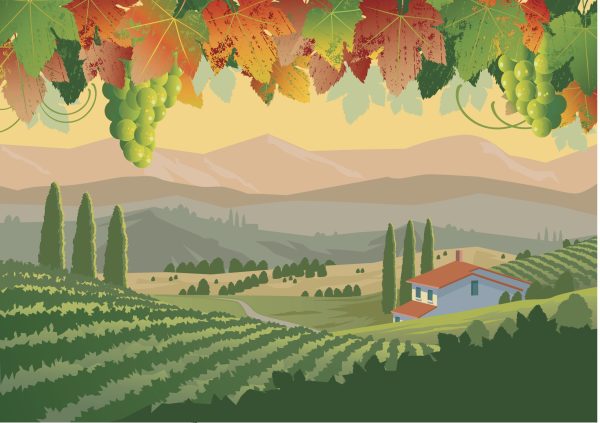 Can indigenous and international varieties co-exist in Italian vineyards?