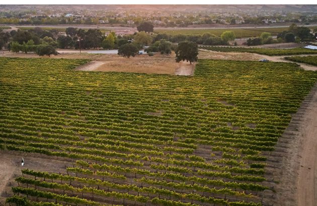 Livermore Valley winemakers vote for two-grape strategy