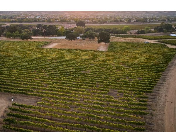 Livermore Valley winemakers vote for two-grape strategy