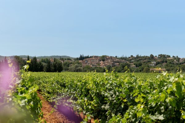 Provence: queen of rosé