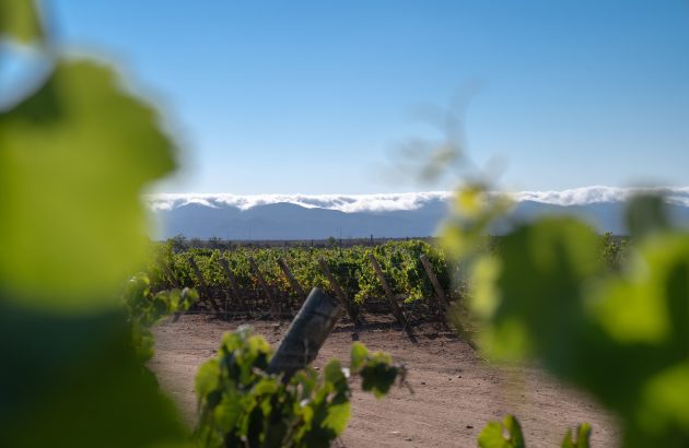 Concha y Toro launches new subsidiary focusing on Chardonnay and Pinot from Limarí