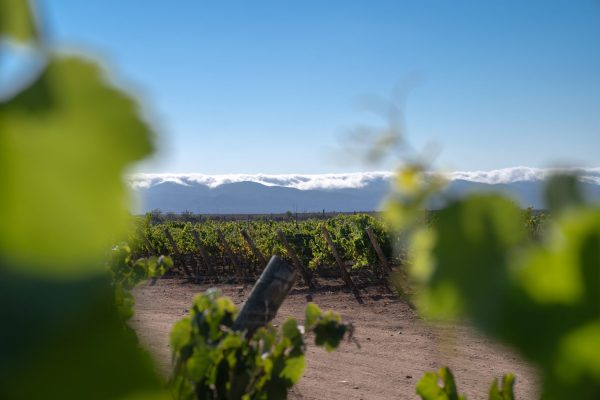 Concha y Toro launches new subsidiary focusing on Chardonnay and Pinot from Limarí