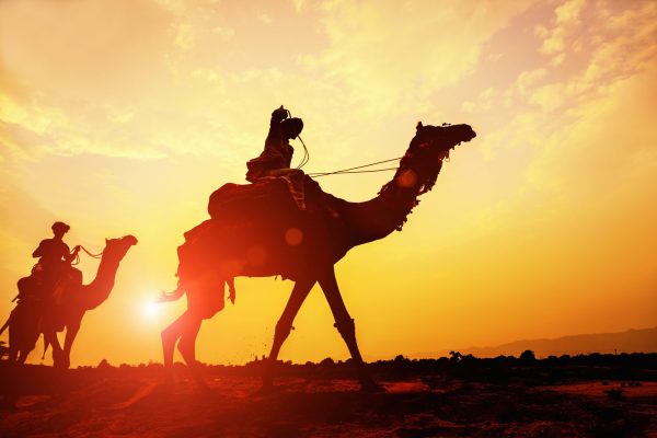 Man arrested after using camels to smuggle illicit liquor into Delhi