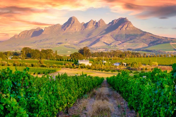 Wines of South Africa restructures UK office