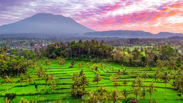 Tropical terroir: inside Bali’s budding wine scene