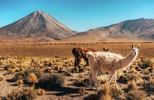 Chile’s Chardonnay moment