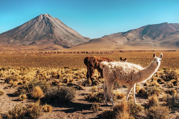 Chile’s Chardonnay moment