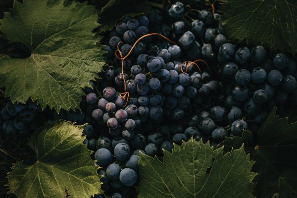 All the medallists from The Global Pinot Noir Masters 2026