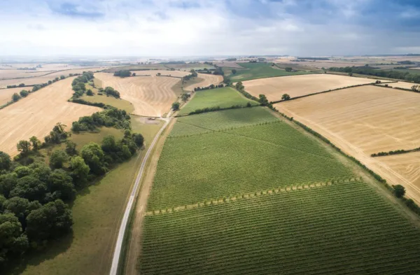 Dorset sparkling wine vineyard for sale for over £1m
