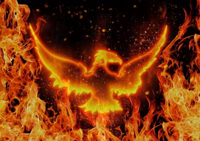 Phoenix rising: how Yarra Valley found its feet amidst phylloxera