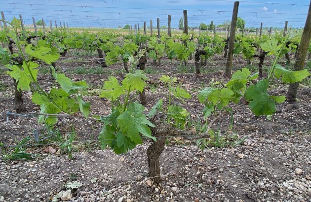 Bordeaux 2025 en primeur: Pomerol ‘rain came just in time’