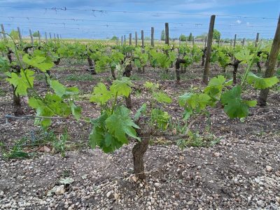 Bordeaux 2025 en primeur: Pomerol ‘rain came just in time’