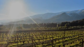 ‘Always, we are on high alert’: Chateau Musar on winemaking in a warzone