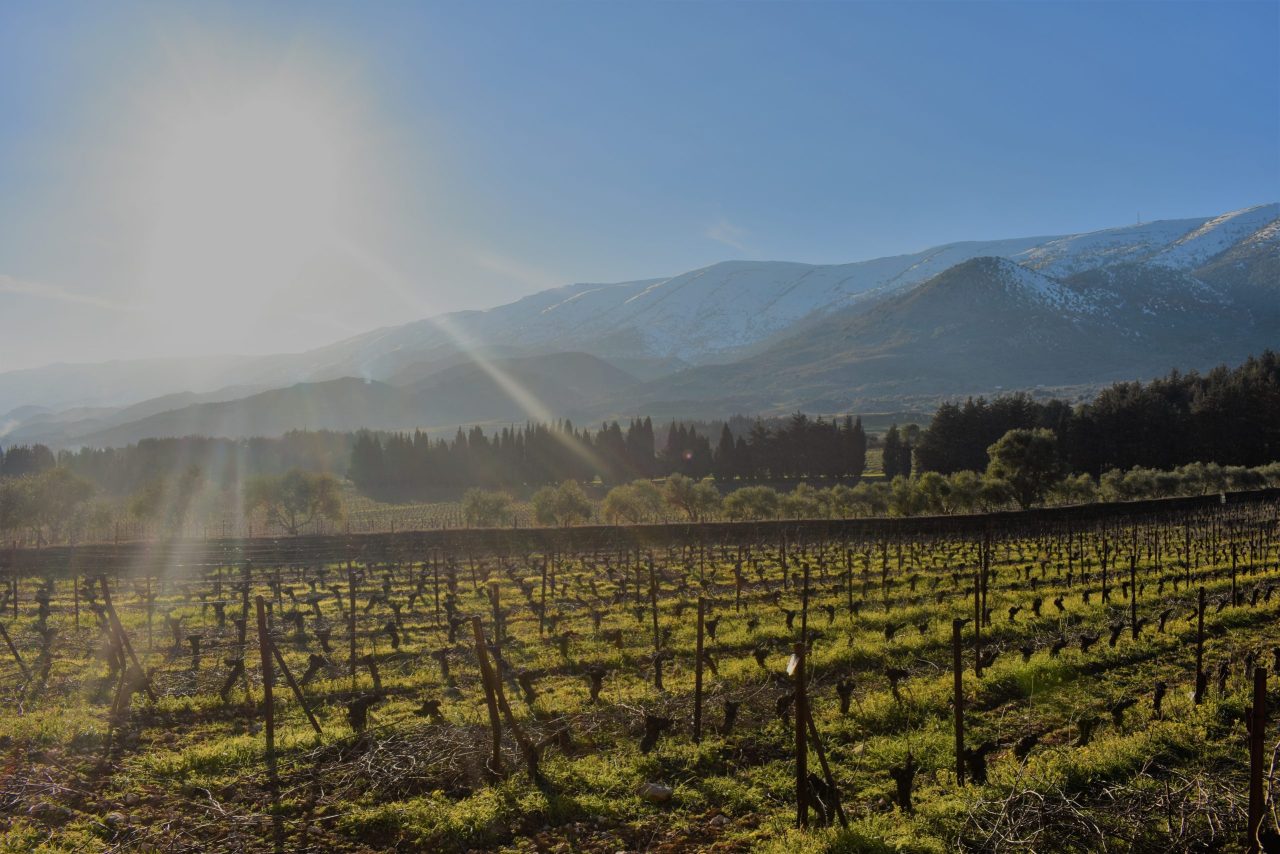 ‘Always, we are on high alert’: Chateau Musar on winemaking in a warzone