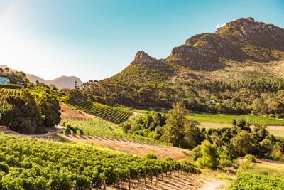 South Africa predicts high-quality 2026 wine harvest