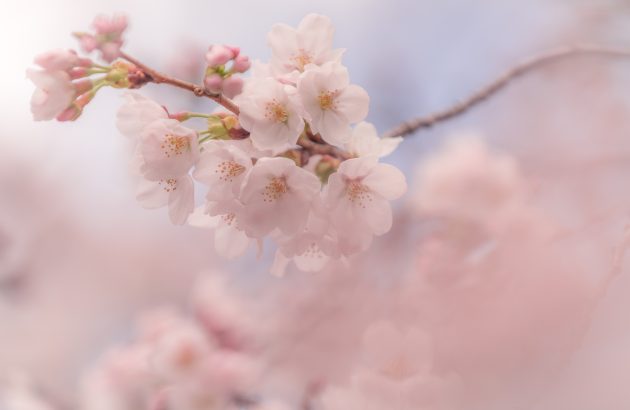 Why has Japan lagged behind global demand for rosé?