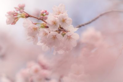 Why has Japan lagged behind global demand for rosé?