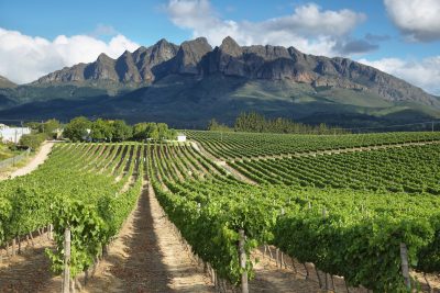 Why South African wine is betting on premium over volume