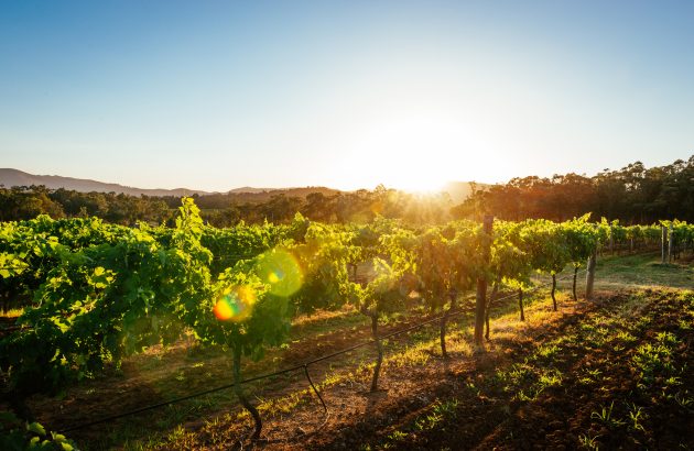 Endeavour Group to axe more than half of wineries in cost-saving bid