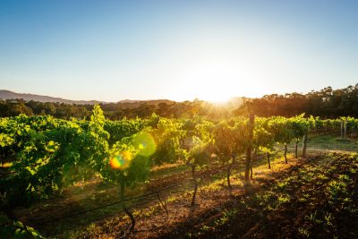 Endeavour to axe more than half of wineries in cost-saving bid