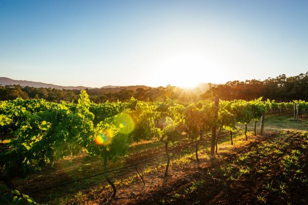 Endeavour Group to axe more than half of wineries in cost-saving bid
