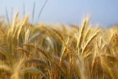 UK sees lowest barley acreage in 16 years