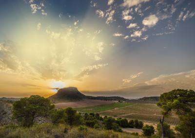 Spain’s ‘taste of sunshine’ grape proves its value