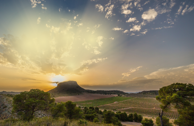 Spain’s ‘taste of sunshine’ grape proves its value